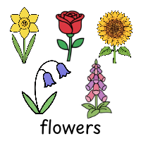 flowers